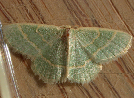 Blackberry Emerald